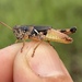 Melanoplus dakini - Photo (c) jghill, todos os direitos reservados