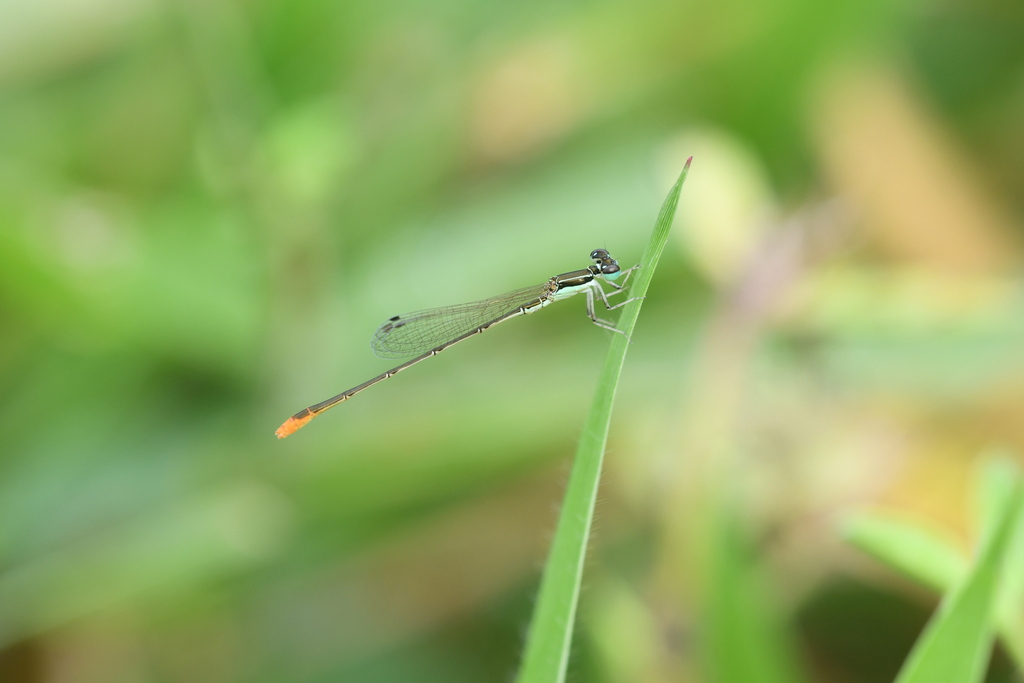 Wandering Midget from Innot Hot Springs QLD 4872, Australia on May 9 ...