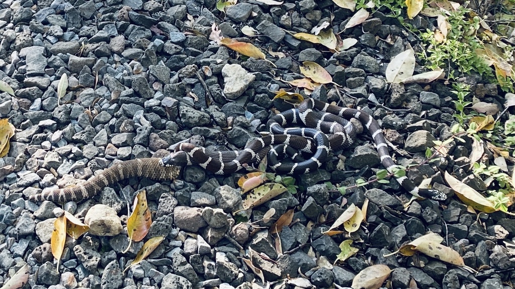 California King Snake from Eldridge Grade Fire Rd, Mill Valley, CA, US on May 29, 2024 at 0614
