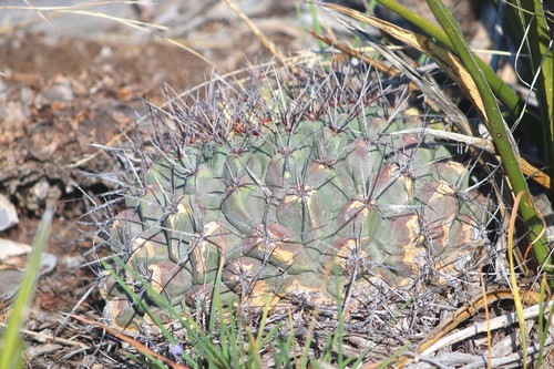 Thelocactus rinconensis ssp. nidulans