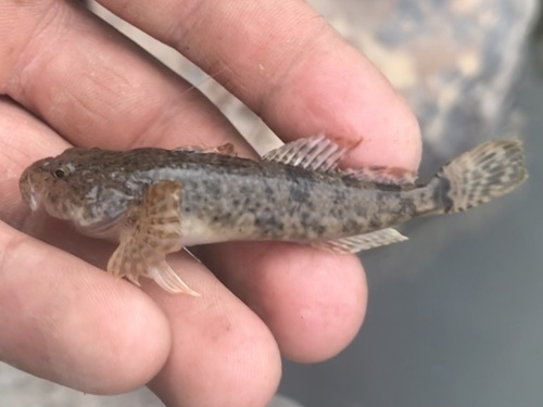 Mountain Sculpin