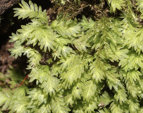 Fissidens crispus