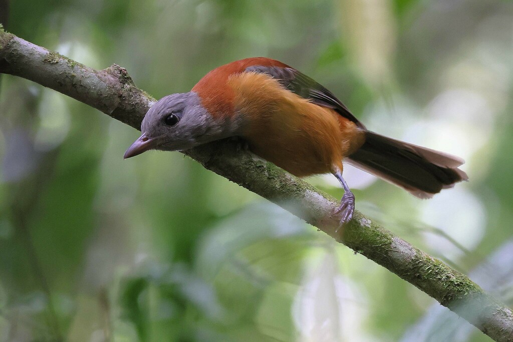Northern Variable Pitohui photo