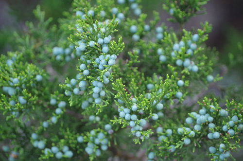 Ashe juniper