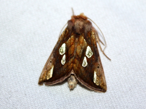 Gold Spot