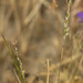 Agrostis lacuna-vernalis - Photo (c) Aaron Schusteff, todos os direitos reservados, uploaded by Aaron Schusteff
