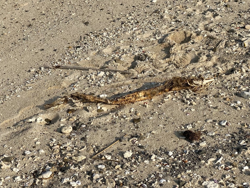 Marbled Eel in March 2022 by 栗鼠 · iNaturalist