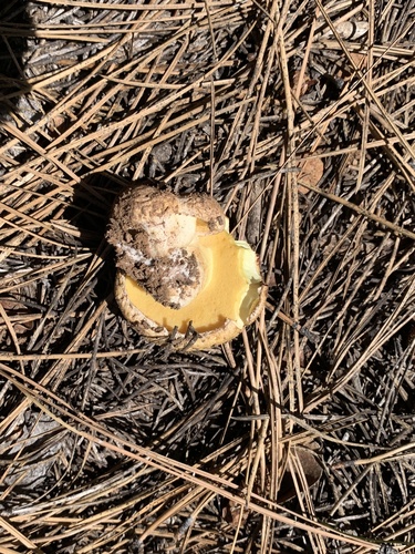 iNaturalist observation photo of Slippery Jacks