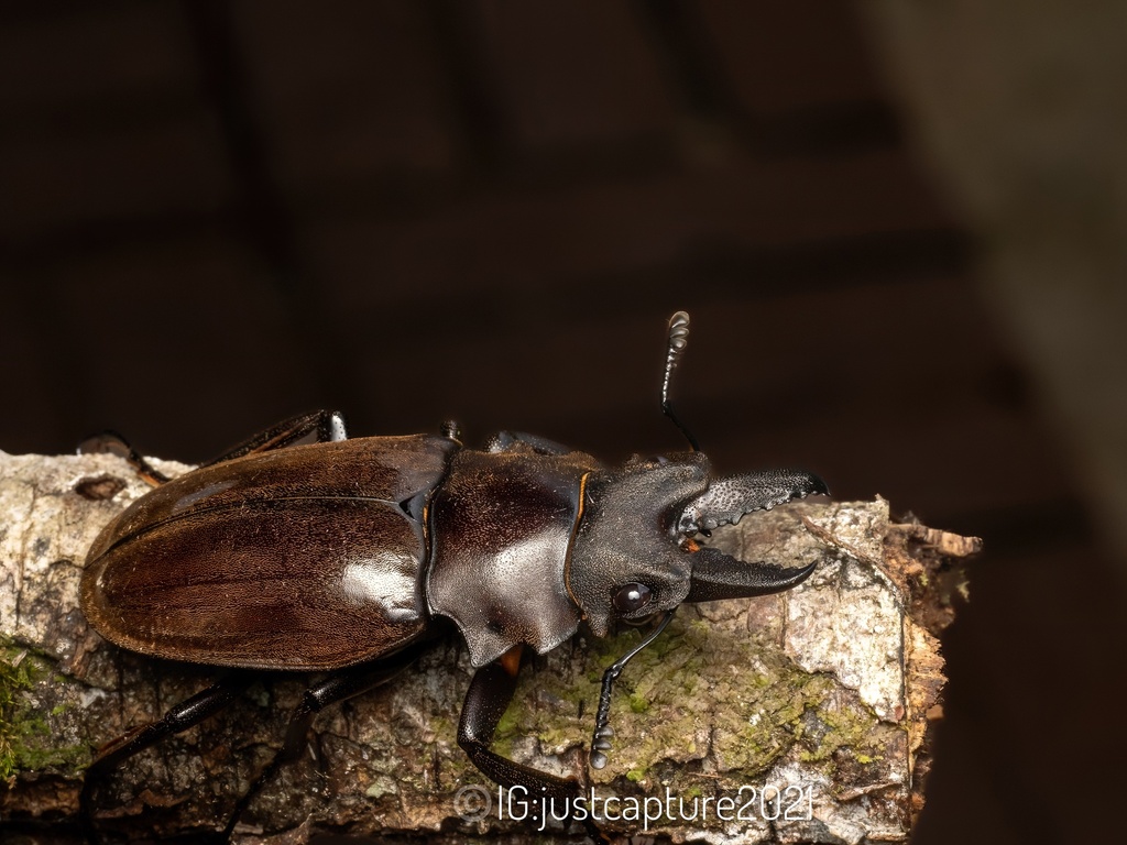 Odontolabis dalmani · iNaturalist