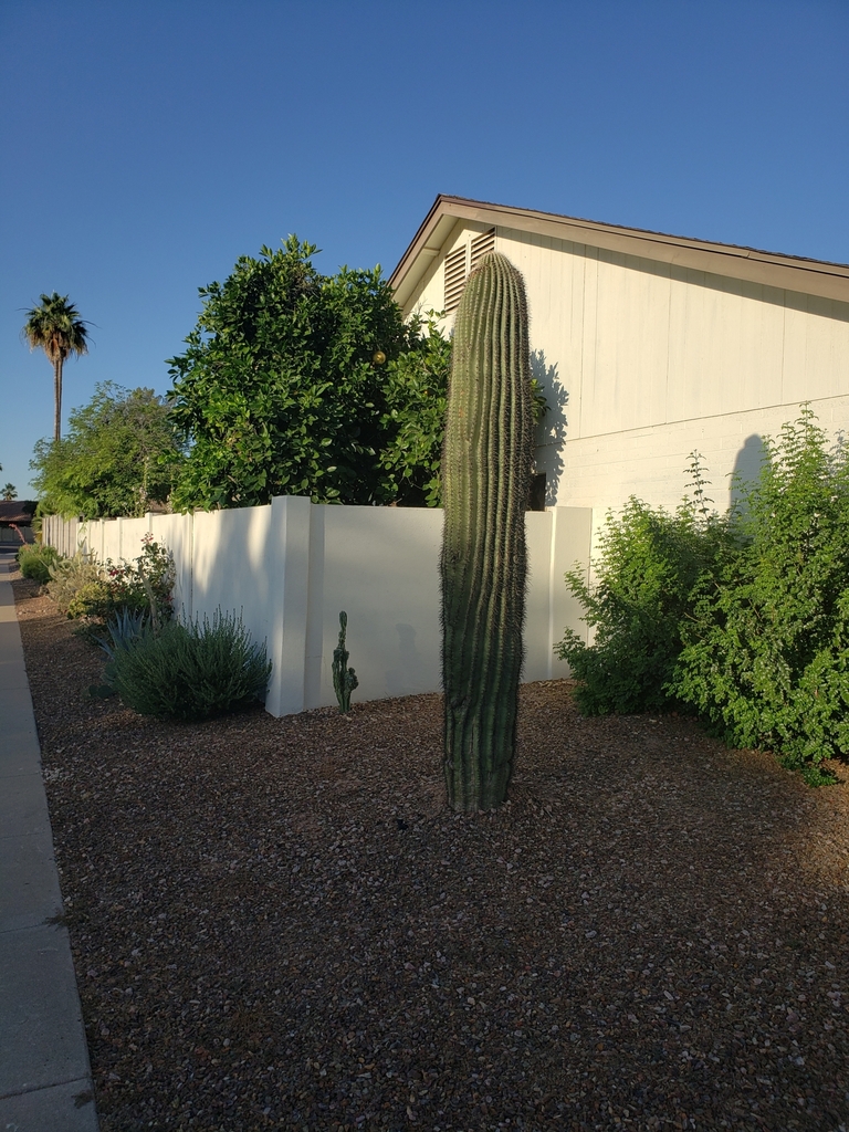 saguaro from Alta Mira, Tempe, AZ, USA on May 30, 2024 at 0623 AM by