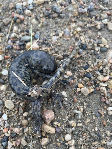 Western Tiger Salamander