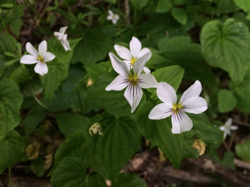 Canada Violet