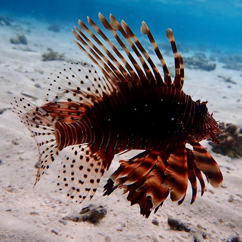 Indian Lionfish — seen at this dive site