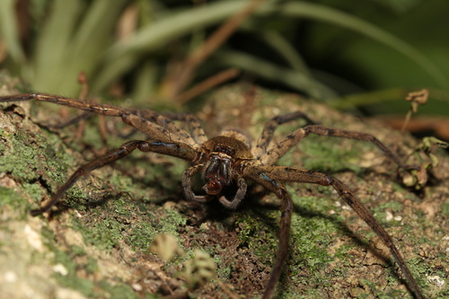 Pantropical Huntsman Spider