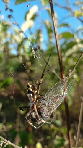 Silver Garden Orbweaver
