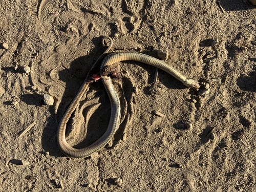 iNaturalist observation photo of Sierra Garter Snake