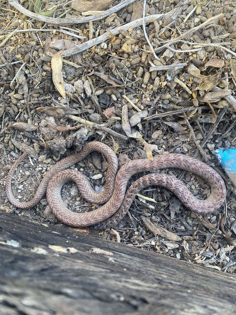 Coachwhip from Pima Community College - West Campus, Tucson, AZ, US on ...