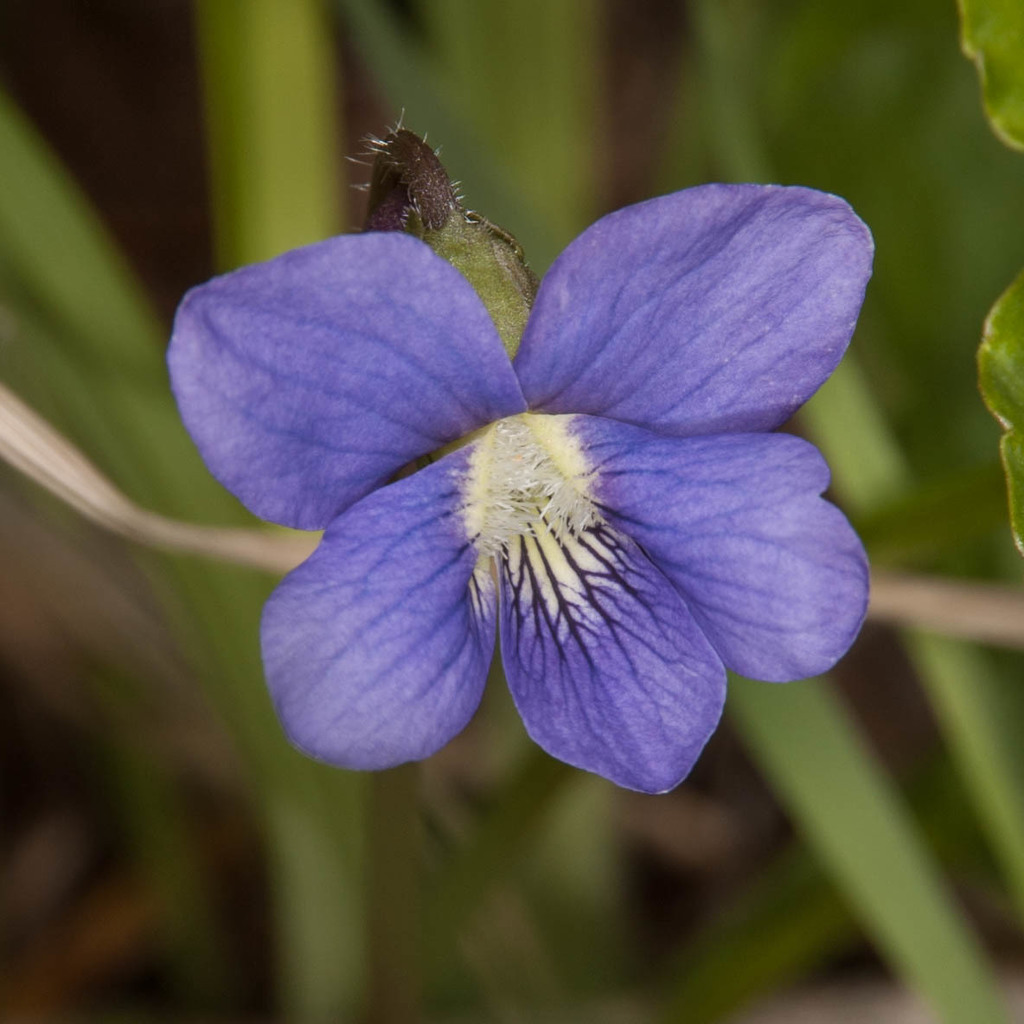 Common blue violet