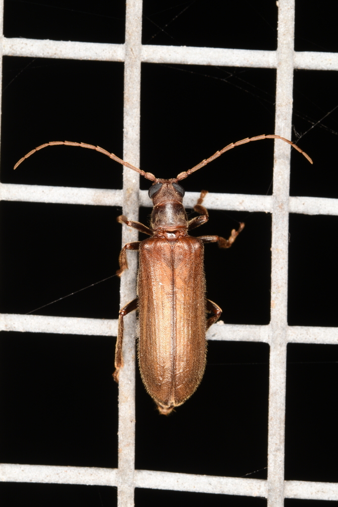 Philus pallescens from 香港錦田 on May 30, 2024 at 10:27 PM by CHIK SIU LUN ...