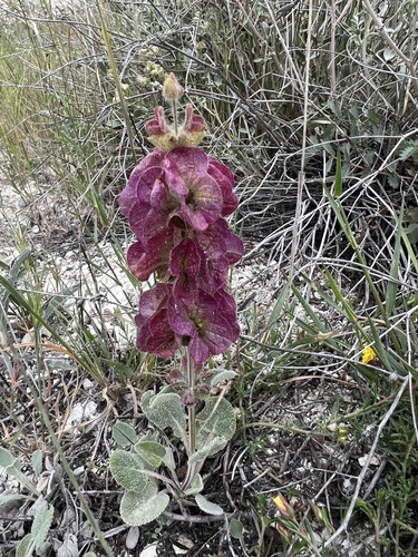 Kurdish Basil