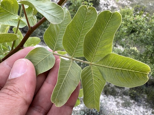 Persian Turpentine Tree