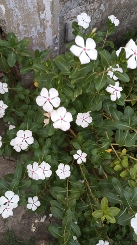 Madagascar Periwinkle