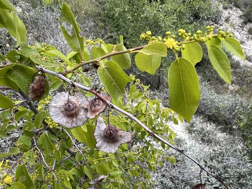 Jerusalem Thorn
