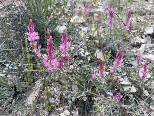 Hedysarum malatyanum