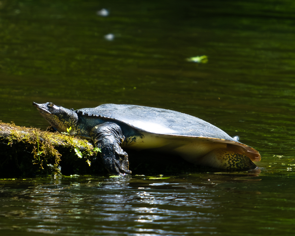 Softshell Eastern Eastern Spiny Softshell in May 2024 by Martin Mau · iNaturalist