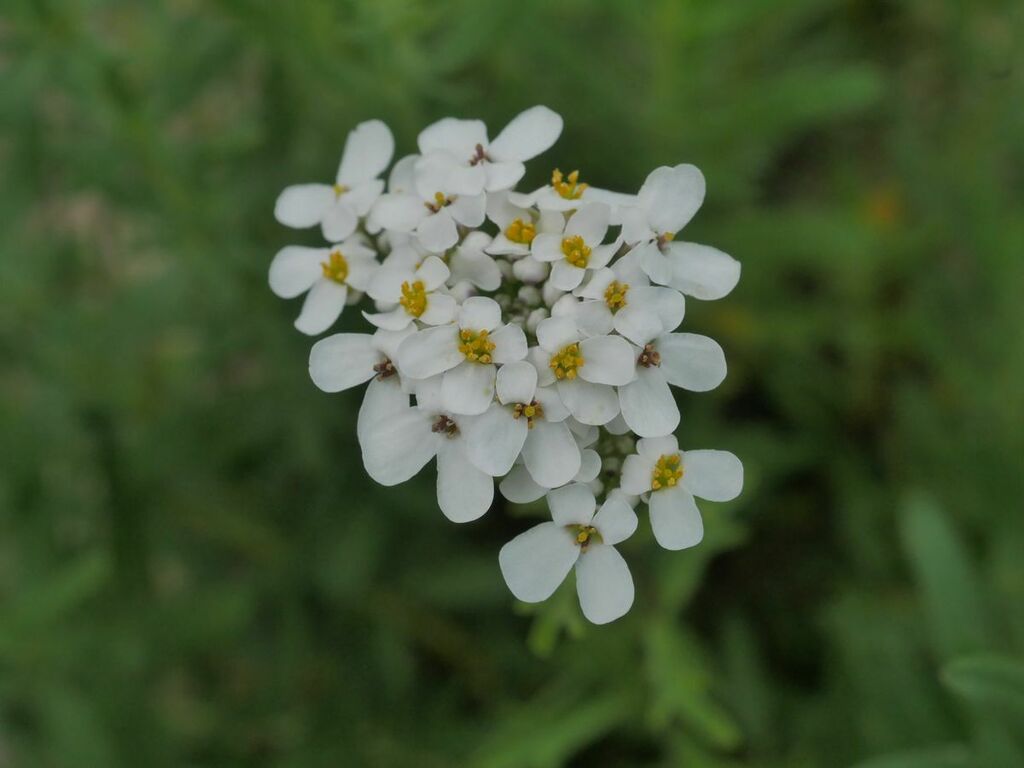 wild-candytuft-from-79206-breisach-am-rhein-deutschland-on-may-30