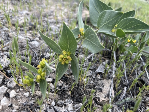 Vincetoxicum canescens