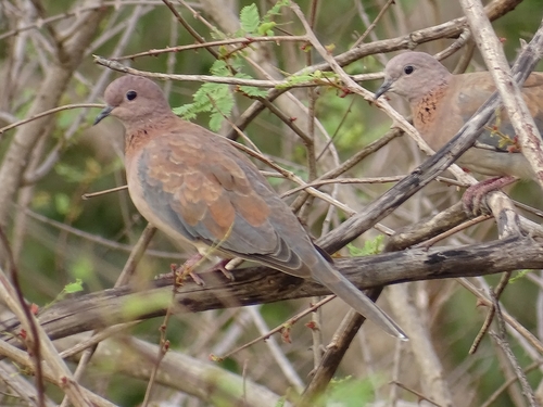 Laughing Dove