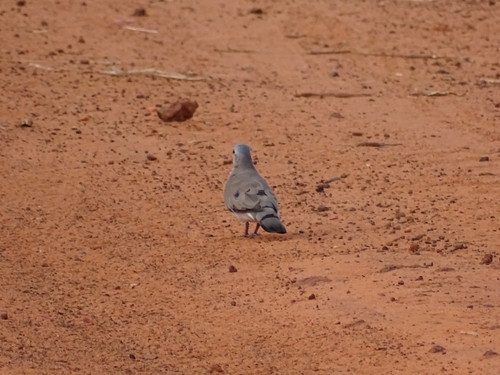 Black-billed Wood-Dove