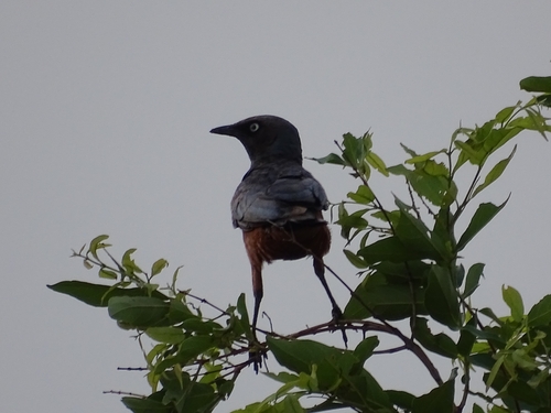 Chestnut-bellied Starling
