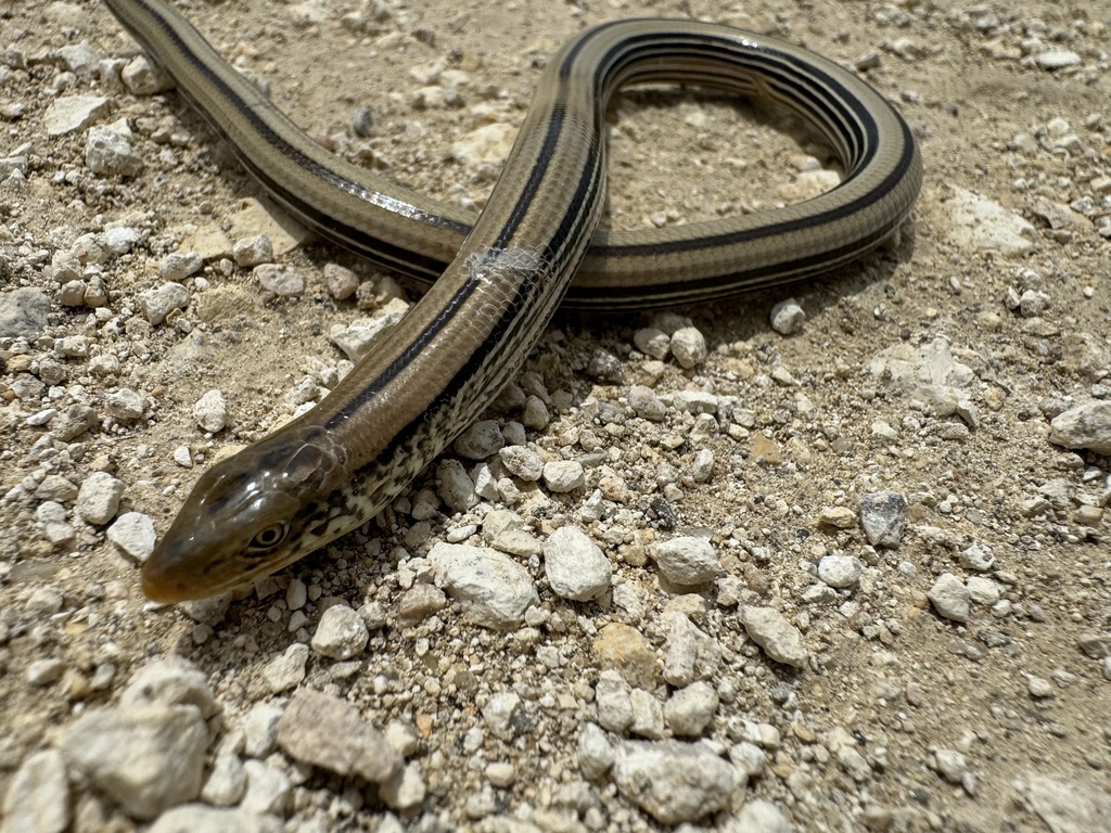 Slack Lizard Slender Glass Lizard in May 2024 by Justin Pittman · iNaturalist