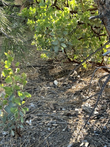 iNaturalist observation photo of Northern Pacific Rattlesnake