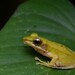 Tenasserim White-lipped Frog - Photo (c) Tom Frisby, all rights reserved, uploaded by Tom Frisby