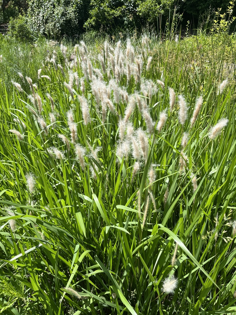 Imperata cylindrica 'Rubra' (Japanese Blood Grass)