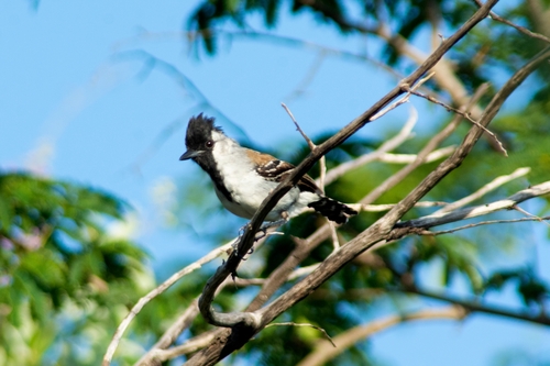Silvery-cheeked Antshrike