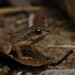 Lesser Toad - Photo (c) Tom Frisby, all rights reserved, uploaded by Tom Frisby