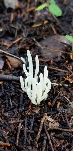 Fairy Fingers