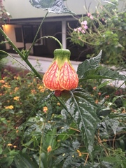 Callianthe picta image