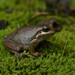 Plains Tree Frog - Photo (c) Tom Frisby, all rights reserved, uploaded by Tom Frisby