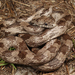 Pantherophis alleghaniensis - Photo (c) captainjack0000, kaikki oikeudet pidätetään, lähettänyt captainjack0000