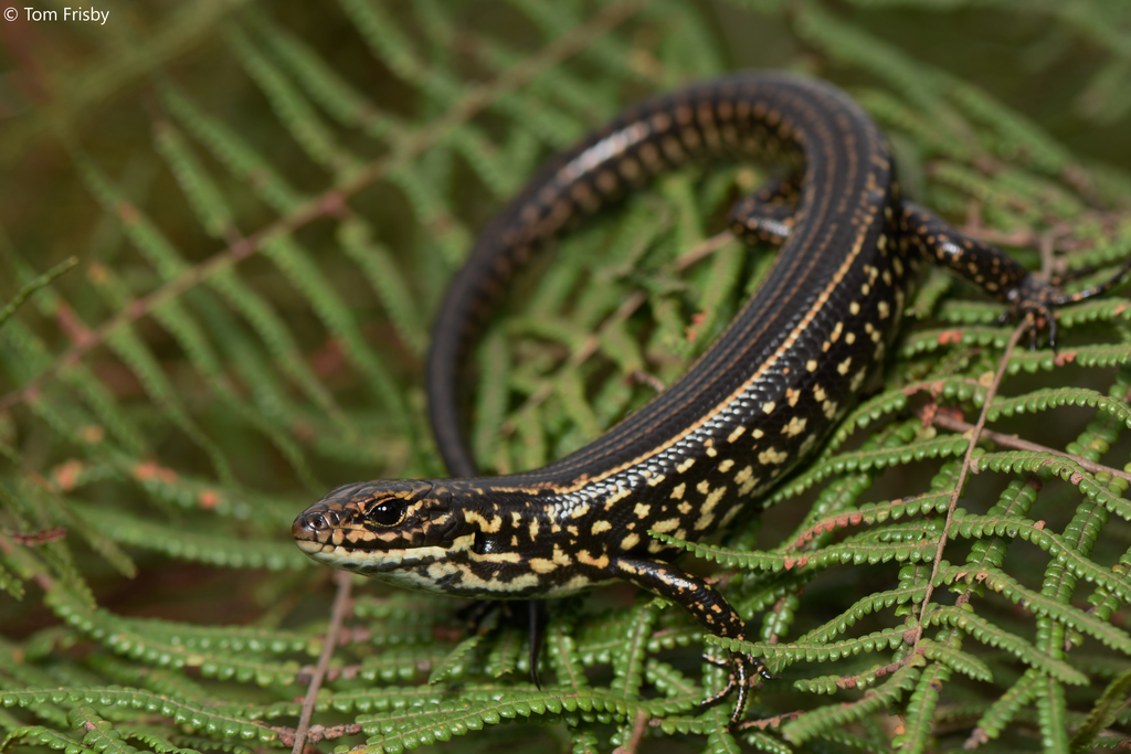 Blue Mountains Water Skink (Eulamprus leuraensis)