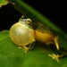 Graceful Tree Frog - Photo (c) Tom Frisby, all rights reserved, uploaded by Tom Frisby