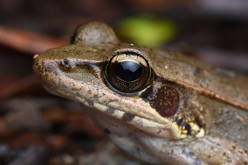 Australian Wood Frog