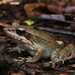 Australian Wood Frog - Photo (c) Tom Frisby, all rights reserved, uploaded by Tom Frisby