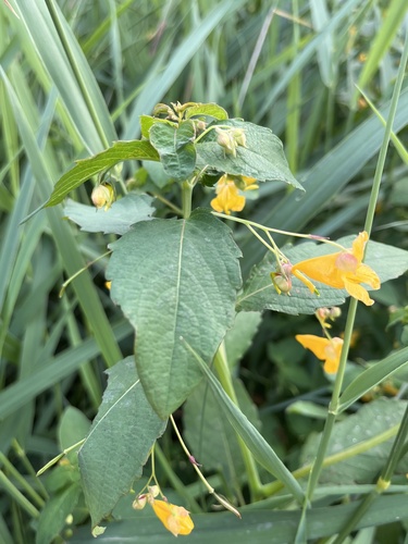 common jewelweed