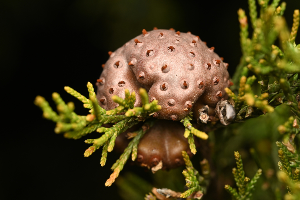 juniper-apple rust in March 2024 by Joshua Klostermann · iNaturalist